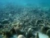 dead coral reef.jpg