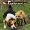 dogontrail.png