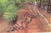 Komodo dragons.jpg