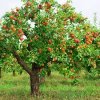 apple tree.jpg