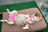 Dog-has-a-lot-of-money.jpg