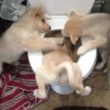 dog-antics-731x731.jpg