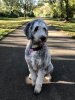 ROXIE.jpg