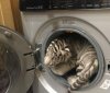 9-instagram.com-mihail_tiger-Abandoned-White-Tiger-Cubs-16.jpg