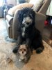 DOGS.jpg