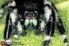 thumbnail8GV3SQ5O.jpg