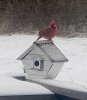 BIRD.jpg