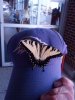 IMG_0028bujtterfly.JPG