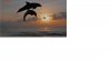dolphins.jpg