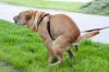 depositphotos_9887128-stock-photo-sharpei-dog.jpg