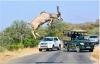 Durantelope.PNG