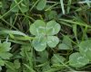 Four+Leaf+Trifolium.jpg