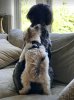 Dogs2.jpg