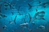 296-2966578_free-images-of-sharks-download-sharks-swimming.jpg