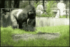 upload_2021-6-9_12-38-5.gif
