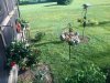 BIRDS.jpg