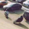 Giant pigeons on ledge.jpg
