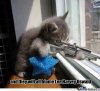 assassin-cat_o_303768.jpg