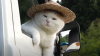 tempsnip4.png