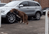 tenor (6).gif