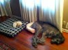 cat and dog bed.jpg