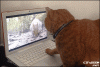 tumblr_nws1o4q1fL1uuyy36o1_400.gif