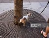 dog peeing.jpg