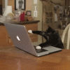 1464342455-typing-cat-gif.gif