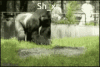 tenor (11).gif