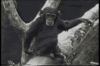 tenor (12).gif