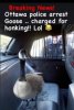 GOOSE.jpg