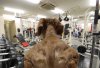 buff-dog-2.jpg