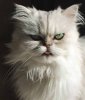 Cats-375126.jpg