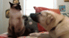 giphy (2).gif
