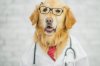 dogtor.jpg