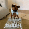 200w.gif