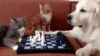cats-dogs.gif