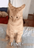 tenor (2).gif