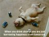 Dog drinking beer.jpg