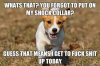 Dog no shock collar.jpg