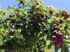 plums.jpg