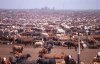 cattle farm.jpg