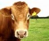 cow.jpg