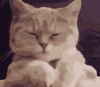 IMG_20230203_182115_01.gif