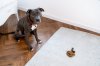 dog-looking-at-the-camera-with-its-poop-on-the-carpet.jpg