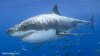 Great-White-Shark.jpg