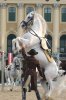 Lipizzan.jpg