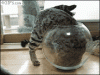 upload_2024-7-29_10-55-32.gif