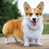 Welsh Corgi (Pembroke)1.jpg