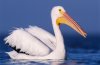 pelecanus-erythrorhynchos.jpg